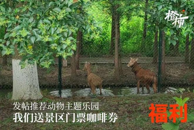 炎炎夏日来橙柿发帖晒出你家餐桌的下饭神器送你景阳观双菜瓜(图8)